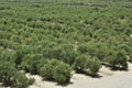 row of olive groves growing in an industrial plantation Olea europaea, commonly called olive and olive tree,irrigated by drip