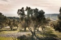 Row of olive trees in Morocco. Traditional plantation of olives tree. Mediterranean olive field. Cloudy sky with sun. Concept of a