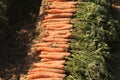 A row of orange carrots with green leaves closeup Royalty Free Stock Photo