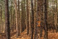 Row of orange-marked tree trunks ready for felling