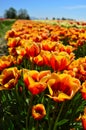 Orange Tulip Row Royalty Free Stock Photo