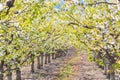 Row of orchard trees form beautiful canopy of cherry blossoms and leaves in springtime in Okanagan Valley