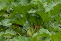 Organic leafy Cabbages waiting for last harvest before Winter comes to vegetable patch