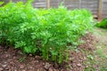 Row of organic Young Carrot Plants in Vegetable Bed in Garden Royalty Free Stock Photo