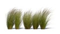 Row of ornamental grasses swaying in the wind isolated on white background