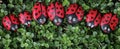 A row of Painted LadyBug Friendship Rocks on Green Plant Background Royalty Free Stock Photo