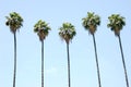 Row of Palm Trees