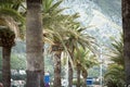 A row of palm trees against the background of the mountains Royalty Free Stock Photo