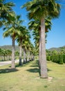 Row of palm trees along the road Royalty Free Stock Photo