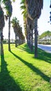 Row of palm trees in the gardens of Parc Forum in San AdriÃ¡n del BesÃ³s, Barcelona Royalty Free Stock Photo