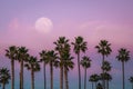 Row of palm trees by the ocean with full moon at sunset Royalty Free Stock Photo