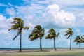 Row Of Palm Trees Between Ocean And Street Blowing In Strong Winds With Sand Blowing And A Tumultuous Cloudy Blue Sky