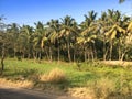 Row of palm trees at the road. Royalty Free Stock Photo