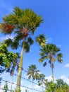 a row of palm trees in the road area Royalty Free Stock Photo