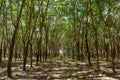 Row of para rubber tree. Rubber plantation background