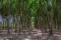 Row of Para rubber treeHevea brasiliensis row agricultural.Green leaves in nature background. Royalty Free Stock Photo