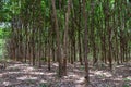 Row of Para rubber treeHevea brasiliensis row agricultural.Green leaves in nature background. Royalty Free Stock Photo