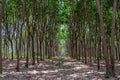 Row of Para rubber treeHevea brasiliensis row agricultural.Green leaves in nature background. Royalty Free Stock Photo