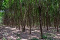 Row of Para rubber treeHevea brasiliensis row agricultural.Green leaves in nature background. Royalty Free Stock Photo