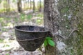 Tapping for Para rubber tree Hevea brasiliensis row agricultural.Green leaves in nature background. Royalty Free Stock Photo