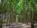 Row of Para rubber treeHevea brasiliensis row agricultural. Royalty Free Stock Photo