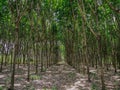 Row of Para rubber treeHevea brasiliensis row agricultural. Royalty Free Stock Photo