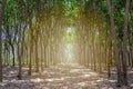 Row of Para rubber treeHevea brasiliensis row agricultural. Royalty Free Stock Photo