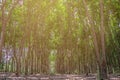 Row of Para rubber treeHevea brasiliensis row agricultural. Royalty Free Stock Photo
