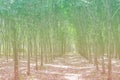 Row of Para rubber treeHevea brasiliensis row agricultural. Royalty Free Stock Photo