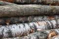 Row of parallel trunks birch and linden, wooden background close-up