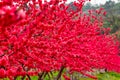 A row of peach trees are blooming red peach blossoms in the orchard in spring Royalty Free Stock Photo