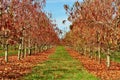 Row of peach trees with brown leaves in the fall on a sunny day Royalty Free Stock Photo