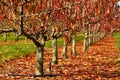 Row of peach trees with brown leaves in the fall on a sunny day Royalty Free Stock Photo