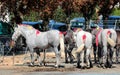A row of Percheron horses tied up and waiting to be shown