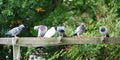 A row of pigeons stood on a wooden pagoda Royalty Free Stock Photo