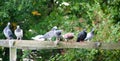 A row of pigeons stood on a wooden pagoda Royalty Free Stock Photo