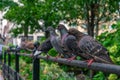 A Row of Pigeons at Union Square Park in New York City