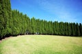 Row of pine trees Royalty Free Stock Photo