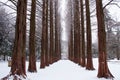 Row of pine trees Royalty Free Stock Photo