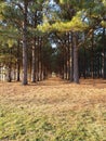 Row of pine trees