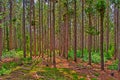 Row of pine trees in the forest on a sunny day Royalty Free Stock Photo