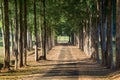 Row of pine trees on the golf course. Royalty Free Stock Photo