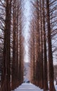 Row of pine trees at Nami island, Korea Royalty Free Stock Photo