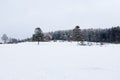 Pine tree winter snow landscape, Vielsalm, Ardens, Belgium