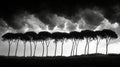 row of pine trees under dramatic sky, black and white photography. nature and mood concept Royalty Free Stock Photo