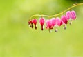 Beautiful pink bleeding heart flowers Royalty Free Stock Photo