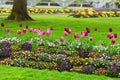 Row of Pink and Maroon Tulips and Petunias