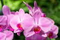 Row of pink moth orchids in bloom Royalty Free Stock Photo