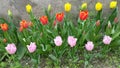 Row of pink, orange and yellow tulips