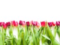 Row on pink rose and purple tulips Royalty Free Stock Photo